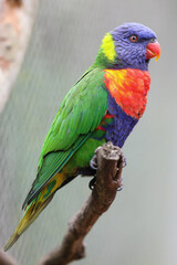 Fototapeta na wymiar rainbow lorikeet parrot
