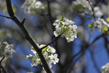Spring blooming tree with white flowers