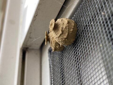 Close Up Of Potter Wasp Nest On Window Screen