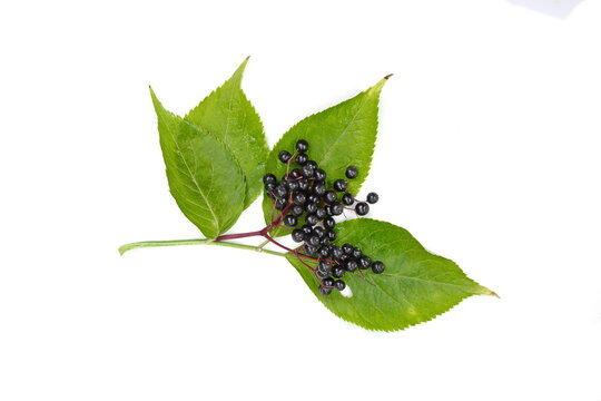 Twig with elderberries and a leaf lying on a white background. resh fruit black elderberry herb.