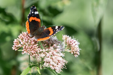 Atalanta butterfly 