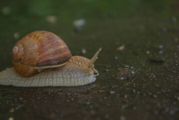 snail on a leaf