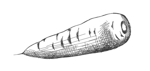 illustration of carrot drawn by black line, isolated on white background. Sticker, image for menu, packaging, design element.