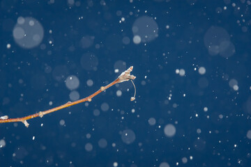 Snowing. A tree branch against the background of the evening sky.