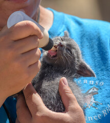 Orphan kitten being bottle fed
