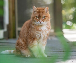 Obraz premium Senior aged male ginger Tabby Cat.