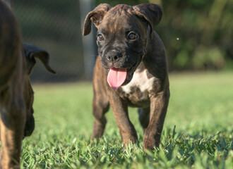 9 week old brindle Boxer dog puppy with tongue hanging out runs on grass lawn