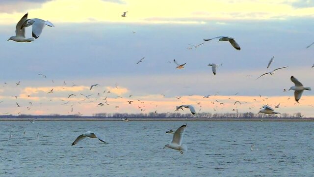 Many seagulls flying over water, looking for fish to eat, slow motion.
