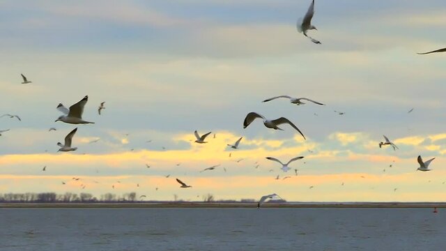 Many seagulls flying over water, looking for fish to eat, slow motion.
