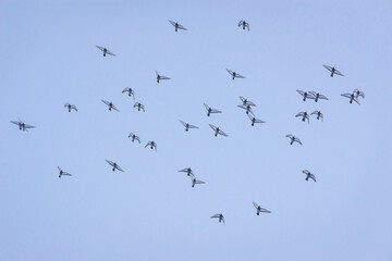 A flock of birds (doves) in the sky.