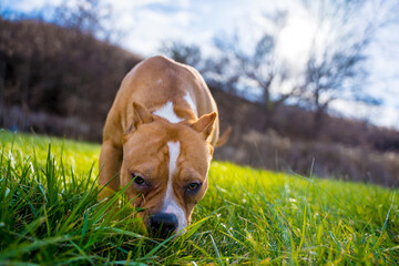 An Adorable Female Pitbull Approaching