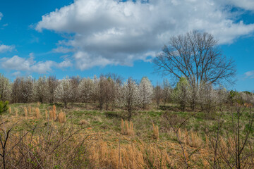 Obraz premium White flowering trees in a field