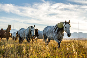 Wild Horses © melissahemken.com