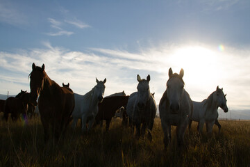 Wild Horses