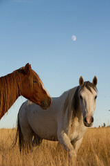 Wild Horses © melissahemken.com