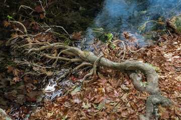 Sycamore root in a mountain stream