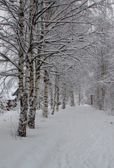 White snow-covered birch trees on a cloudy winter day