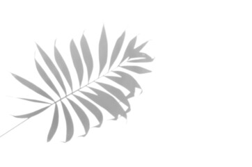 Palm leaf shadow overlay.