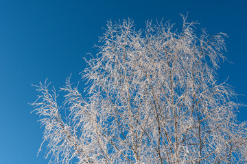 a low angle view to a frosted white trees against clear blue sky