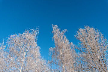 a low angle view to a frosted white trees against clear blue sky