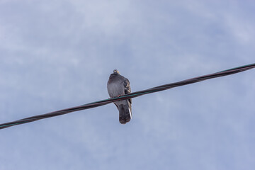 Dove on an electric wire.