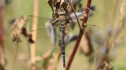 Herbst Mosaikjungfer - Migrant Hawker