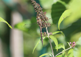 Herbst Mosaikjungfer - Migrant Hawker