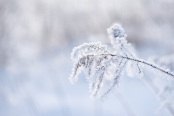 Frozen plants closeup at winter cloudy morning, winter background