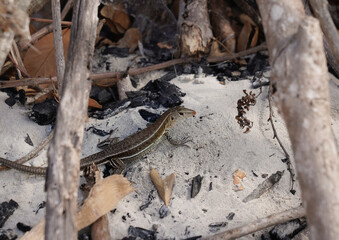Brown lizard on the sand
