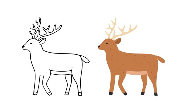 Cute hand drawn deer. Animal wild vector illustration. Contour and color version.