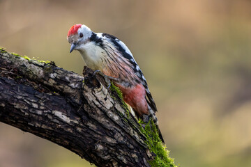 A middle-spotted woodpecker in a little forest at the Mönchbruch pond looking for food on a branch of a tree at a sunny day in winter. Beautiful blurred bokeh caused by the sun shining through trees.
