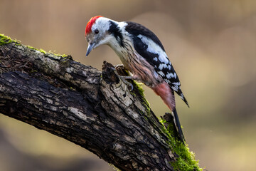 A middle-spotted woodpecker in a little forest at the Mönchbruch pond looking for food on a branch of a tree at a sunny day in winter. Beautiful blurred bokeh caused by the sun shining through trees.