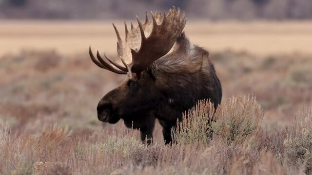 Moose in Grand Teton National Park Video Clip 