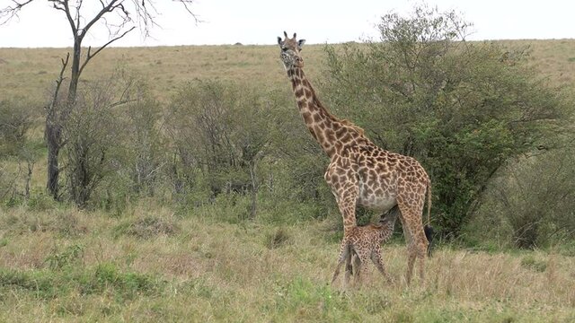 Giraffe baby drinking milk from the mother