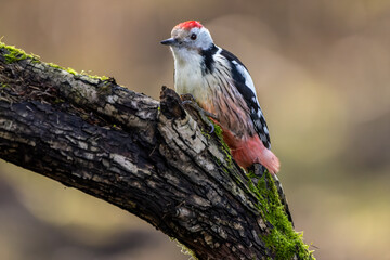 A middle-spotted woodpecker in a little forest at the Mönchbruch pond looking for food on a branch of a tree at a sunny day in winter. Beautiful blurred bokeh caused by the sun shining through trees.