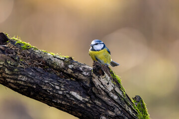 Fototapeta premium Blue tit at a feeding place at the Mönchbruch pond in a natural reserve in Hesse Germany. Looking for food in winter time.