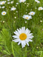 White field chamomile in the summer morning