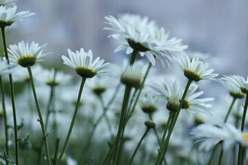 Matricaria chamomilla. Natural floral background. Many white flowers of daisies on sky background. Down view. Chamomiles on blurred background. Matricaria. Leucanthemum vulgare. Big flowers Daisie