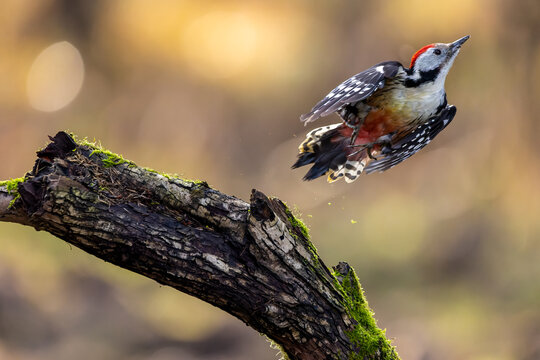 A middle-spotted woodpecker in a little forest at the Mönchbruch pond looking for food on a branch of a tree at a sunny day in winter. Beautiful blurred bokeh caused by the sun shining through trees.