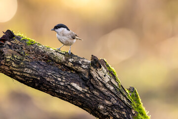 A marsh tit song bird in a little forest next to the Mönchbruch pond looking for food.