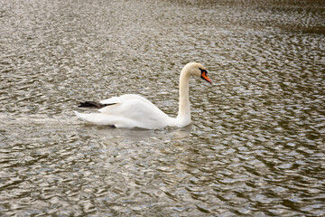 Lonely swan in the autumn (spring) pond.