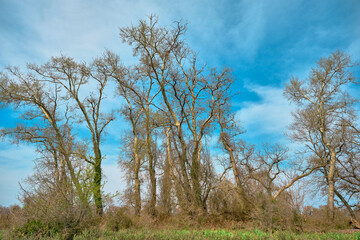 Huge trees, long body of trees and blue sky background.