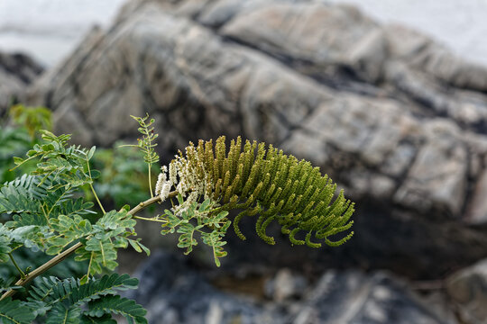 Entada polyphyllat Benth - Guyane fran&ccedil;aise
