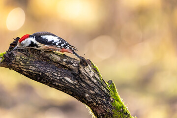 A middle-spotted woodpecker in a little forest at the Mönchbruch pond looking for food on a branch of a tree at a sunny day in winter. Beautiful blurred bokeh caused by the sun shining through trees.