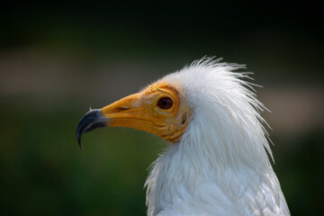 Close-up photo, posing of the head of the Egyptian vulture