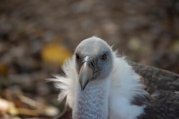Closeup of the head of a griffon vulture