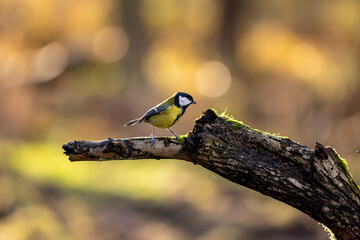 A coal tit song bird in a little forest next to the Mönchbruch pond looking for food.