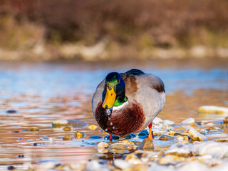 Duck Life at the Munich Isar with water drops out of the beak