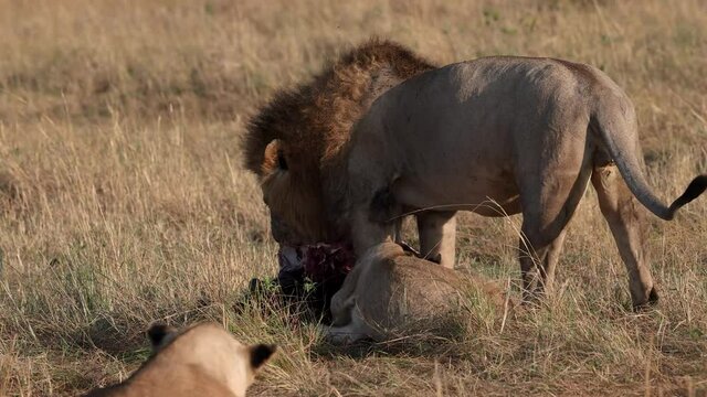 Lions in Africa Video Clip 