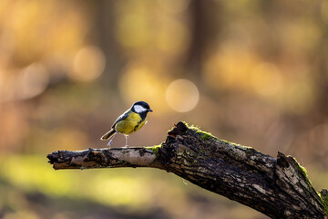 A coal tit song bird in a little forest next to the Mönchbruch pond looking for food.